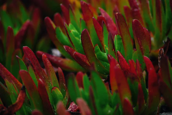 Carpobrotus Edulis Φυτό Κλείστε Επάνω Φύση Φόντο — Φωτογραφία Αρχείου