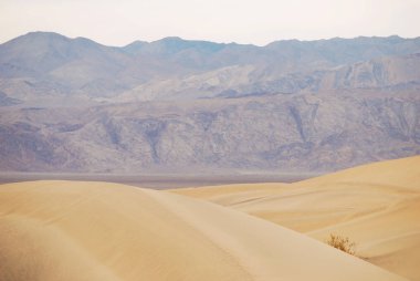 Mesquite düz kum tepeleri Ölüm Vadisi Milli Parkı, California