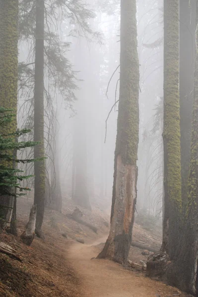 Trail in the forest with dense fog, Yosemite National park