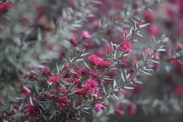 枝にピンク色の小さな花は 背景をぼかし — ストック写真