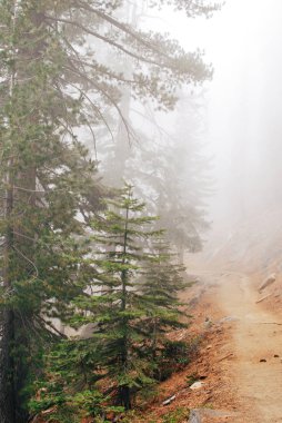 4 mil iz Yosemite Milli Parkı'nda, yoğun sis ile orman