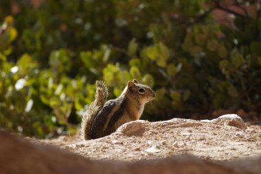 Şirin Golden mantled zemin sincap ormanın doğa içinde