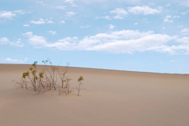 Bir çöl, kumul doğa arka planda kurutulmuş bitki