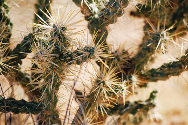 Cactus Con Fondo Textura Espinas Primer Plano — Foto de Stock