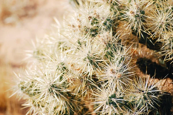 Кактус Шипами Вблизи Пустынный Растительный Фон — стоковое фото