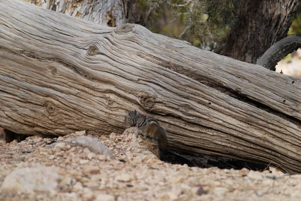 İki küçük sevimli sincap oturma birlikte, doğa