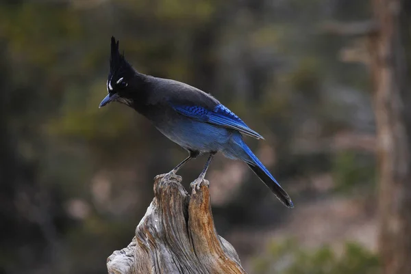 Beautiful steller\'s jay bird with bright blue tail, wildlife