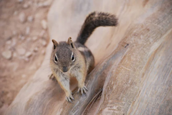 Mignon Demandant Écureuil Solitaire Manteau Doré Faune Naturelle — Photo