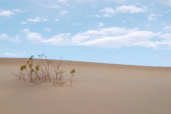 Dried Plant Desert Sand Dune Nature Background — Stock Photo, Image
