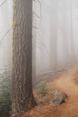 Yoğun sis ile orman ile gizem iz