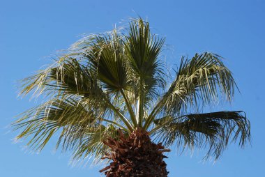Trachycarpus palmiye ağacı karşı açık mavi gökyüzü, doğada güzellik
