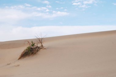 Çöl, kumul arka planda ölü bitki kurutulmuş