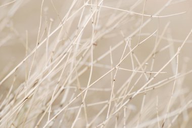 Kurutulmuş bitki, pastel renkleri ile yumuşak doğa arka plan