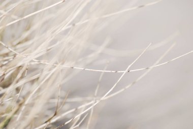 Güzel yumuşak beyaz doğa arka plan ile kuru çöl bitki