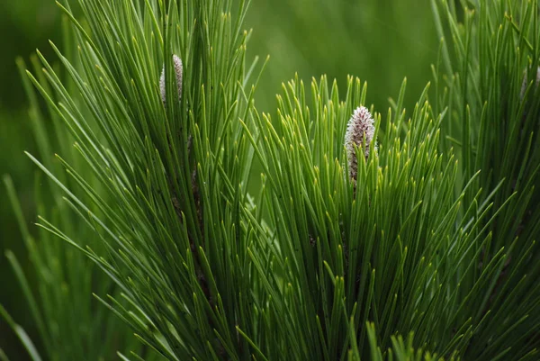 Pinus Pinea Tree Branch Close Belo Fundo Natureza Verde — Fotografia de Stock