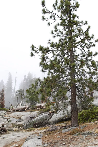 Pine Tree Rock Landscape Saquoia National Park Usa — Stock Photo, Image
