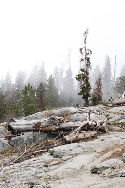 Nature Vertical Landscape Rocks Plants Trees Trunks Top Mountain Sequoia — Stock Photo, Image