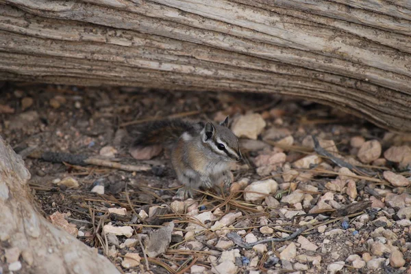 Wodering Petit Chipmunk Mignon Sur Sol Faune Nature — Photo