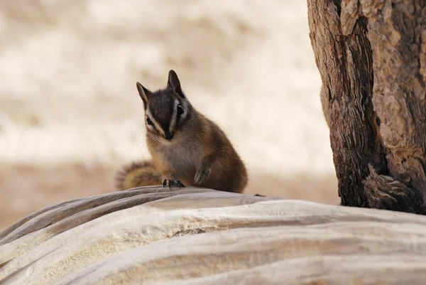 Bonito Golden Mantled Ground Squirrel Retrato Natureza Vida Selvagem — Fotografia de Stock