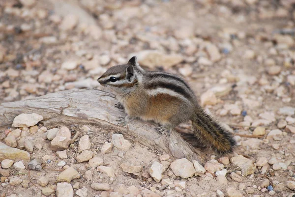 Ardilla Suelo Cerca Fauna Animal — Foto de Stock