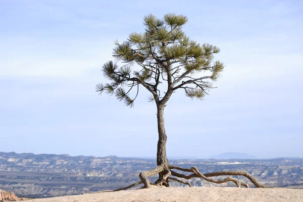 Spuštění Strom Kořeny Bryce Canyon National Park Usa — Stock fotografie