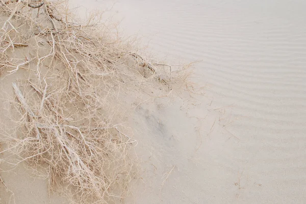 Dried Plant Sand Desert Background — Stock Photo, Image