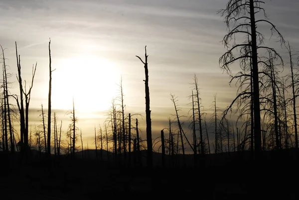 Griezelig Landschap Van Een Donkere Tree Silhouet Een Zonsondergang — Stockfoto