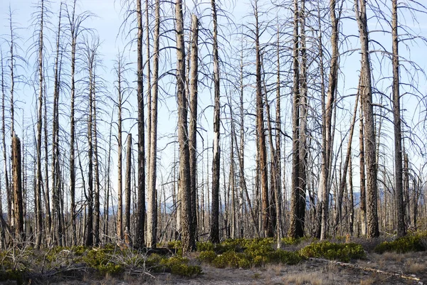 Recuperación Del Bosque Después Del Fuego Árboles Muertos Didaster Naturaleza — Foto de Stock