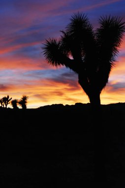 Güzel parlak renkler günbatımı ile Maltepe siluet Joshua Tree National Park, Kaliforniya, ABD