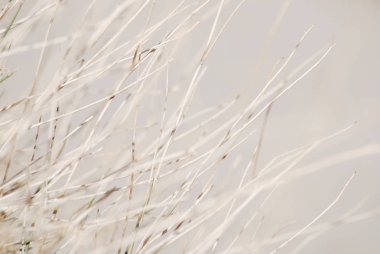Güzel beyaz çöl bitki arka planda pastel renk kurutulmuş