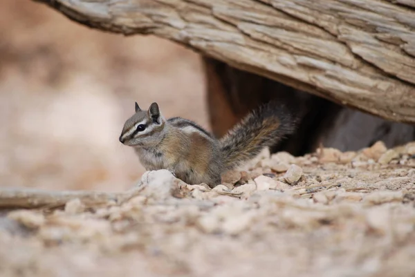 Linda Ardilla Chipmunk Primer Plano Retrato Naturaleza Fauna — Foto de Stock