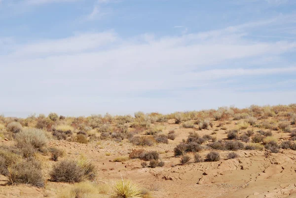Сухой Пустынный Пейзаж Растениями Природа Аризоны — стоковое фото