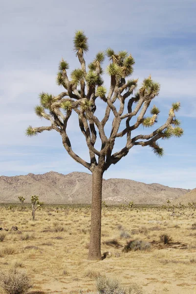 Solitaire Joshua Arbre Dans Paysage Désertique Sec Joshua Arbre National — Photo