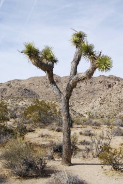 Maltepe çöl peyzaj, Joshua tree National Park, Kaliforniya, ABD