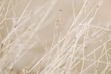 Açık pastel renkli kurutulmuş bitki backgroun