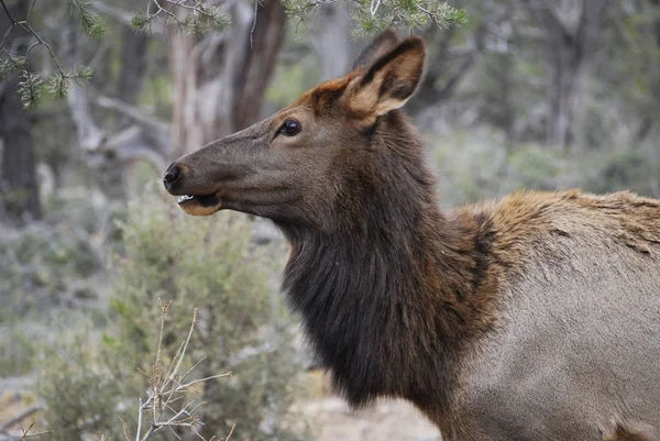 Portrait de wapiti femelle, gros plan — Photo