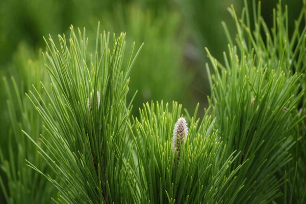 Pinus pinea větev stromů blízko — Stock fotografie