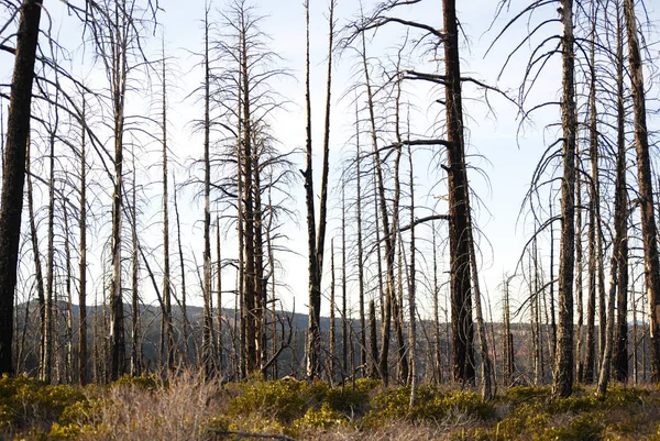Paisaje forestal otoñal con árboles después del fuego — Foto de Stock