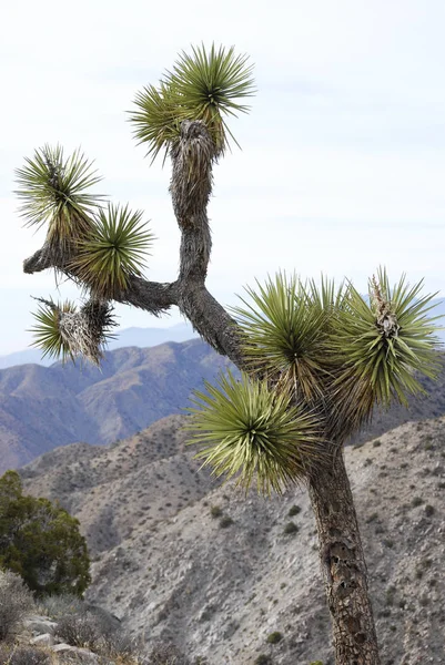 Joshua Tree Desert Mountain landschap — Stockfoto