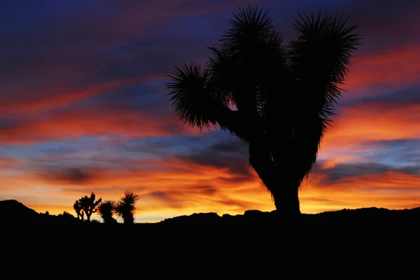 Beau coucher de soleil aux couleurs vives avec arbre Joshua — Photo