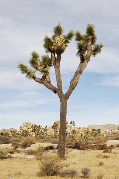 Josué árvore na paisagem seca do deserto — Fotografia de Stock