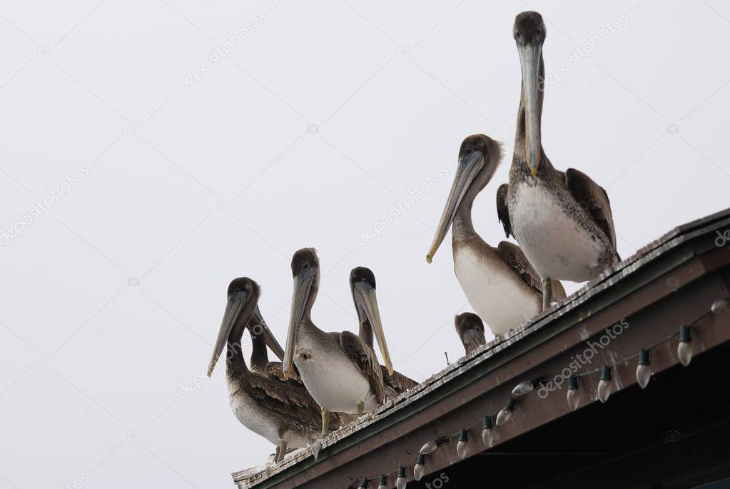 Group of brown California pelicans