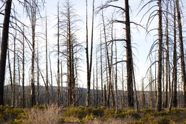 Yangın dan sonra ağaçlar ile Sonbahar orman manzara