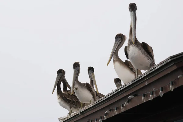 Gruppe brauner kalifornischer Pelikane Stockbild