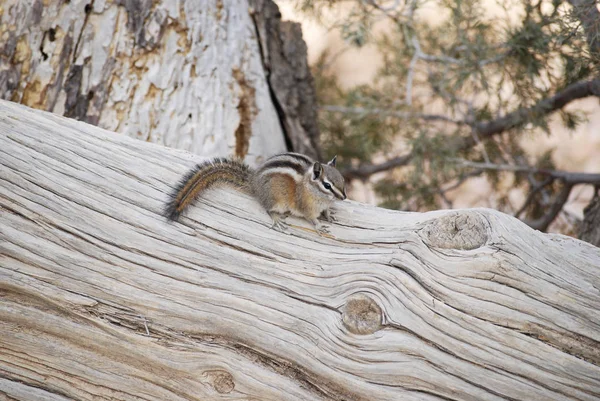 Χαριτωμένο μικρό σκιουράκι κάθεται σε ένα κορμό δέντρου Royalty Free Εικόνες Αρχείου