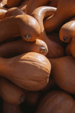 dolandırıcı squash