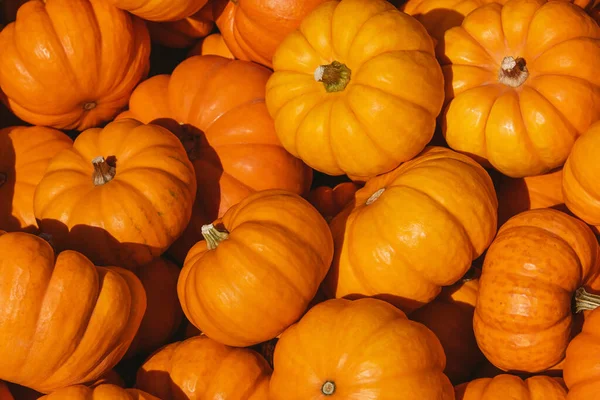 Kleine oktober pompoenen op een boerenmarkt — Stockfoto