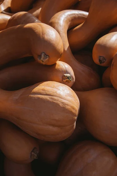 Calabaza de cuello redondo —  Fotos de Stock