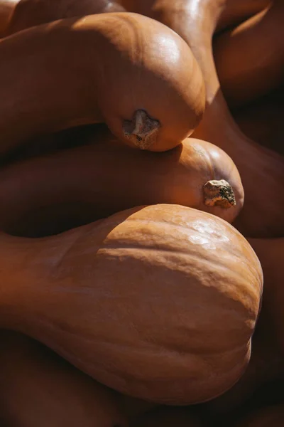 Calabaza de cuello redondo, calabaza de cuello redondo grande —  Fotos de Stock