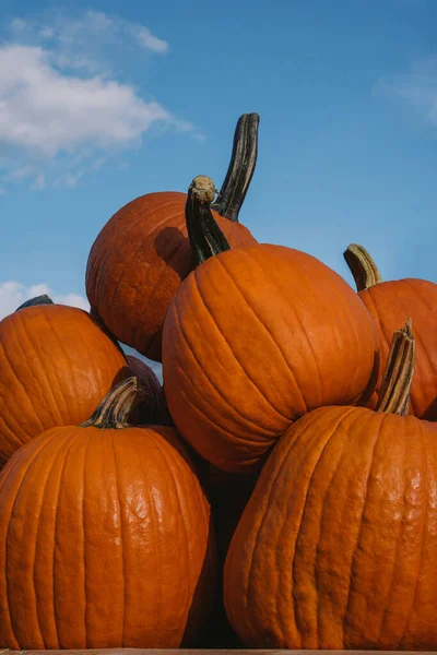 Grandes calabazas naranjas contra el cielo azul en un puesto de granjeros —  Fotos de Stock